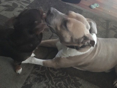 Two dogs playing together.