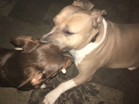 Two dogs playing together.