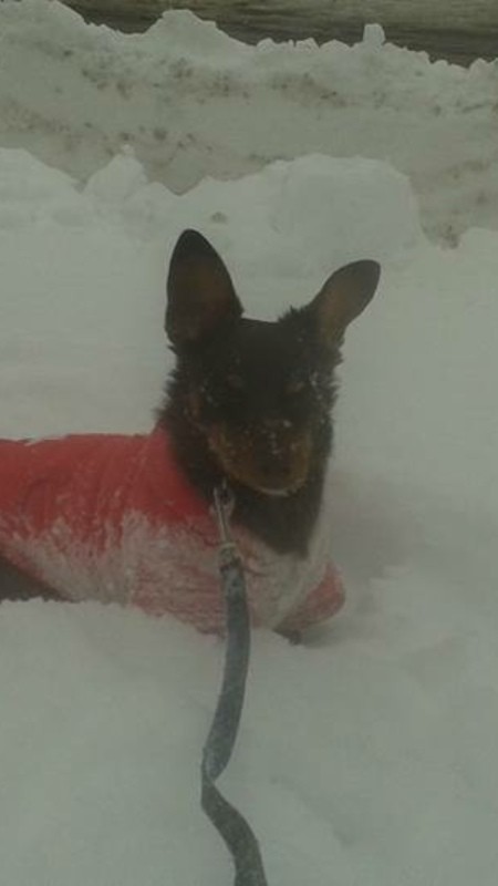 A small dog in the snow.