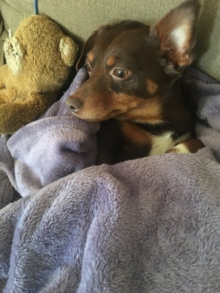 A small dog with a teddy bear.