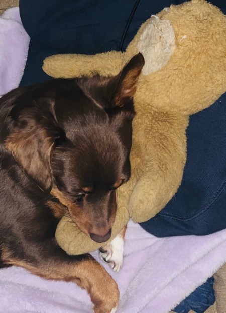 A small dog with a teddy bear.