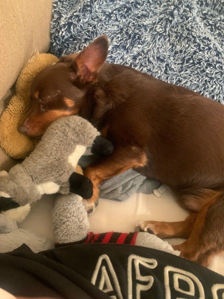 A small dog with a teddy bear.