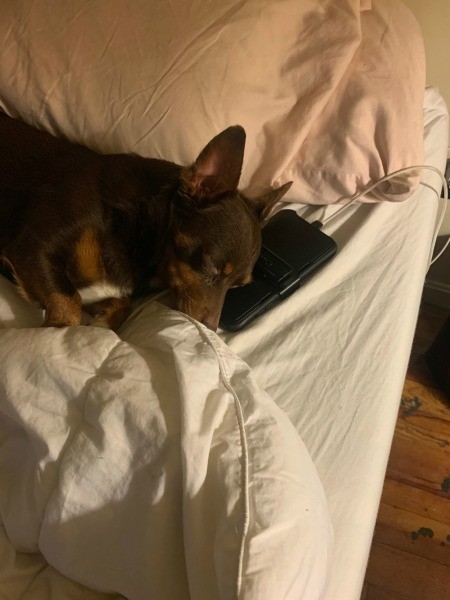 A small dog sleeping.