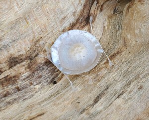 An egg sac on wood.