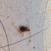 A dead bug on a lint trap.