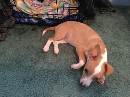 A small dog near a crate.