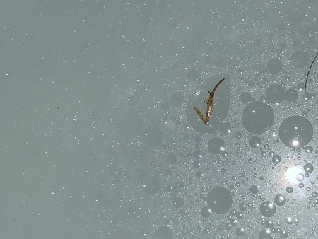 Identifying a Small Brown Insect?