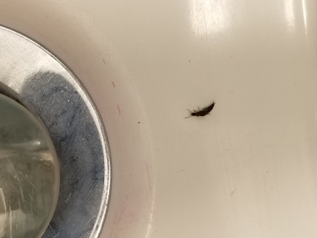 A small bug on a countertop.