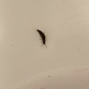 A small bug on a countertop.