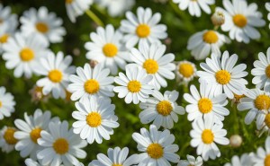 A garden bed of cheerful white daisies with yellow centers.