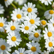 A garden bed of cheerful white daisies with yellow centers.