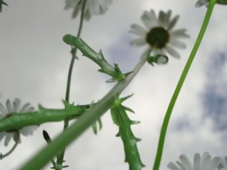 A daisy stalk and flower with the sky overhead.