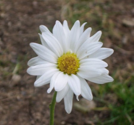 A white daisy