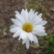 A white daisy