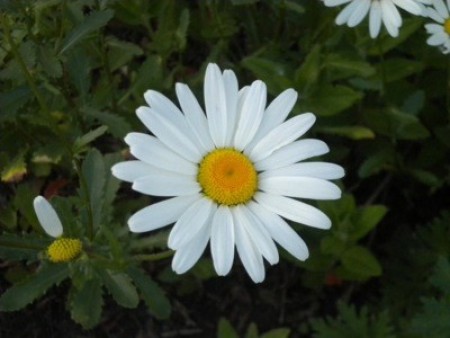 A daisy growing outside.