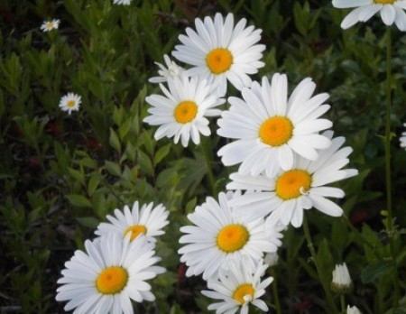 Daisies growing outside.