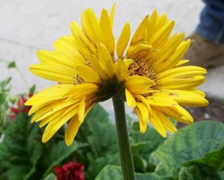 A twin yellow gerber daisy.