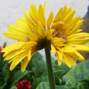 A twin yellow gerber daisy.