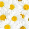 A collection of white daisies with yellow centers.