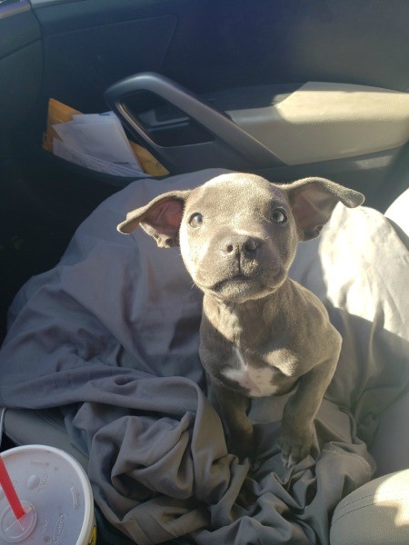 A small brown puppy.