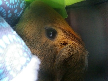Simon (Guinea Pig)
