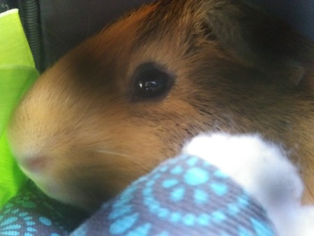 Simon (Guinea Pig)