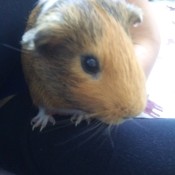 Simon (Guinea Pig) - person holding Simon