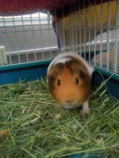 Simon (Guinea Pig)