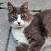 Moby (Mixed Breed Cat) - Moby lying on concrete