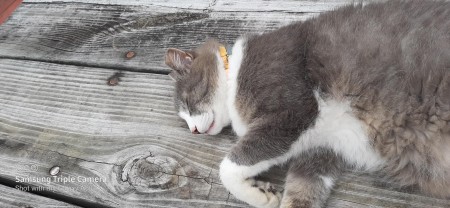 Moby (Mixed Breed Cat)