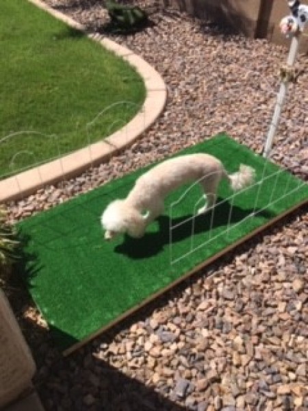 Outdoor Doggie Commode - shaved small white dog in the commode
