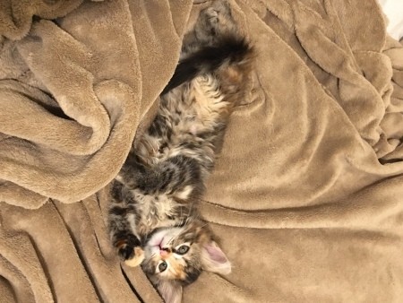 A kitten lounging in bed.