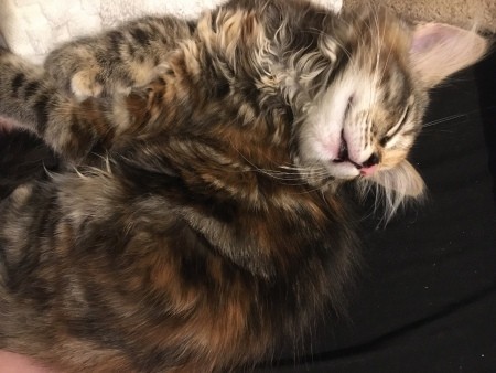 A sleeping kitten.