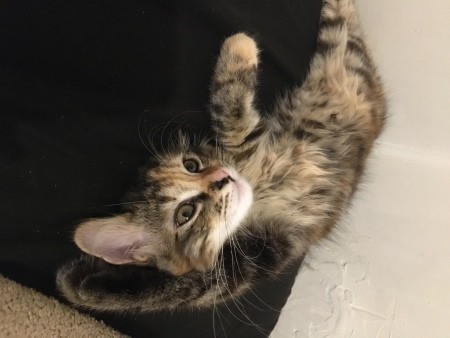 A kitten lounging.
