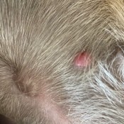 A red bump on a dog.