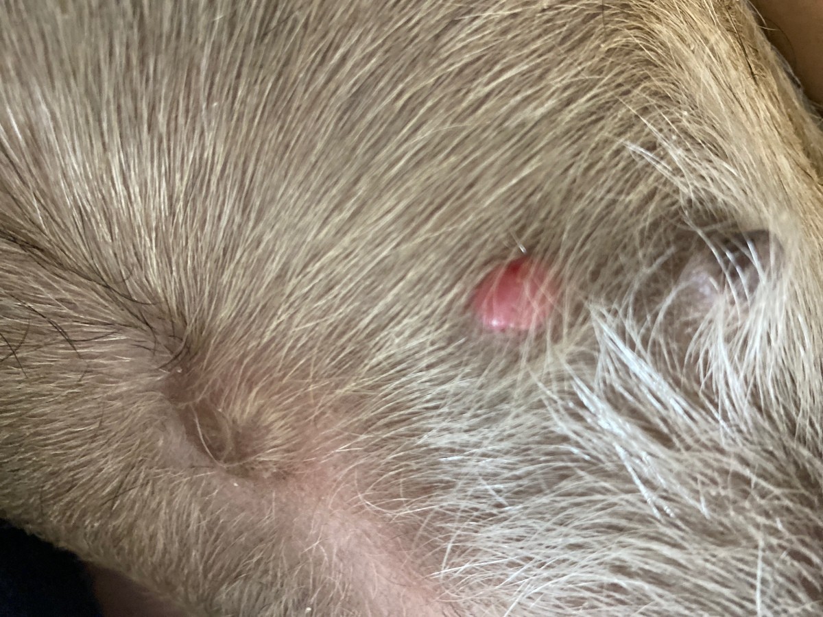 Small Red Bumps On Dogs Skin Images And Photos Finder