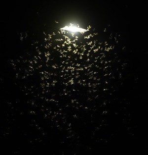 A light with many bugs surrounding it.