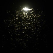 A light with many bugs surrounding it.