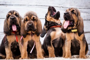 Four bloodhound puppies.