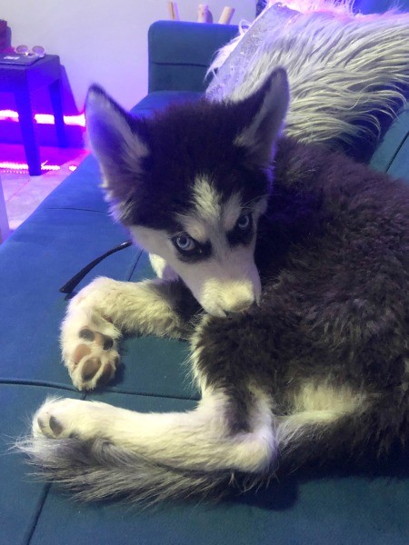 What Breed Is My Husky?