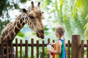 A girl feeding a giraffe at the zoo.