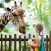 A girl feeding a giraffe at the zoo.