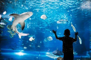 A boy looking into an a tank of sharks at an aquarium.