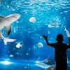 A boy looking into an a tank of sharks at an aquarium.
