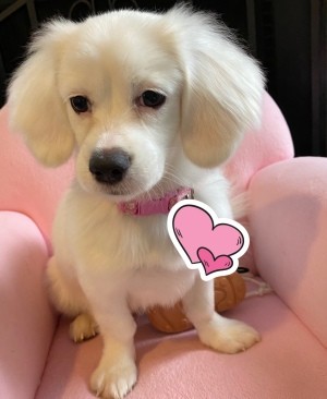 What Do You Think My Puppy Is Mixed With? - cute white puppy on a pink pet chair