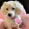 What Do You Think My Puppy Is Mixed With? - cute white puppy on a pink pet chair