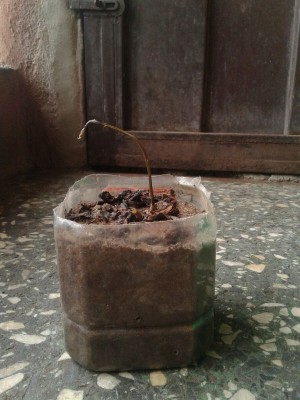 Avocado Tree Dying? - very dead looking avocado plant from seed