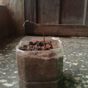 Avocado Tree Dying? - very dead looking avocado plant from seed