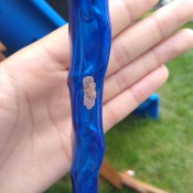 Small Insect Eggs on Plastic Part of Wooden Playground? - cluster of eggs on plastic tube covering swing chain