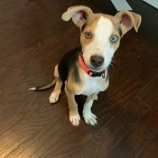 What Breed Is My Puppy? - tri colored puppy with blue eyes